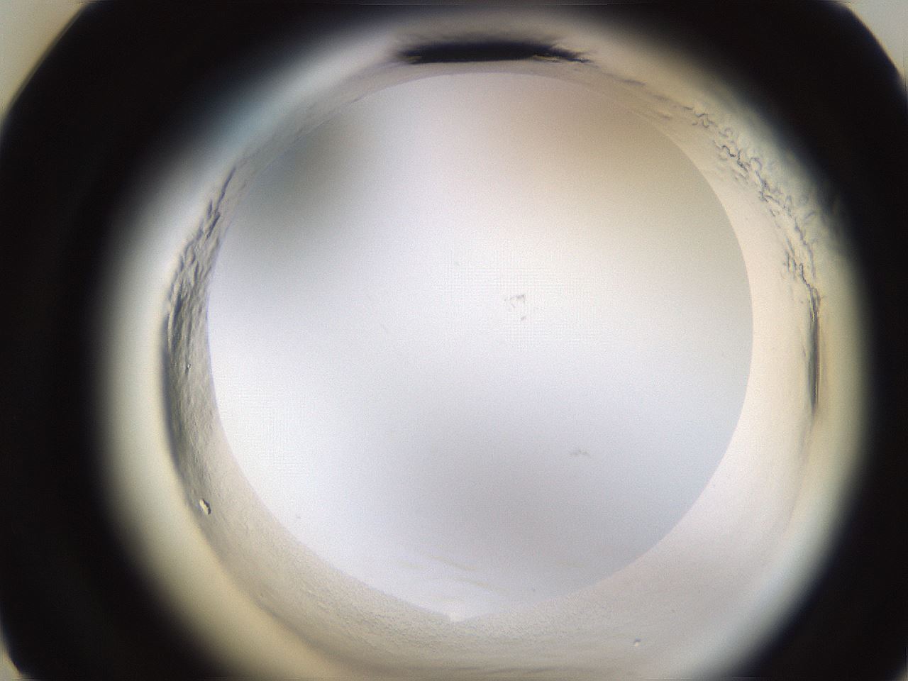 folderID597_plateID2597_batchID13193_wellNum11_profileID1_d3_r207402_ef.jpg