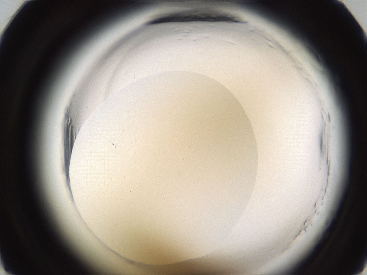 folderID597_plateID2597_batchID13193_wellNum21_profileID1_d1_r207430_ef.jpg