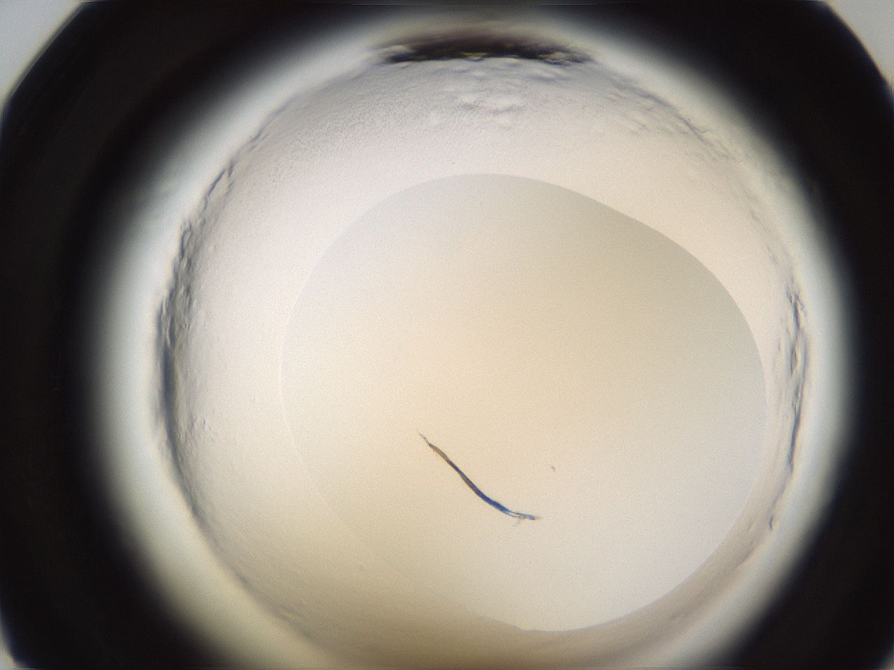 folderID597_plateID2597_batchID13193_wellNum23_profileID1_d1_r207436_ef.jpg