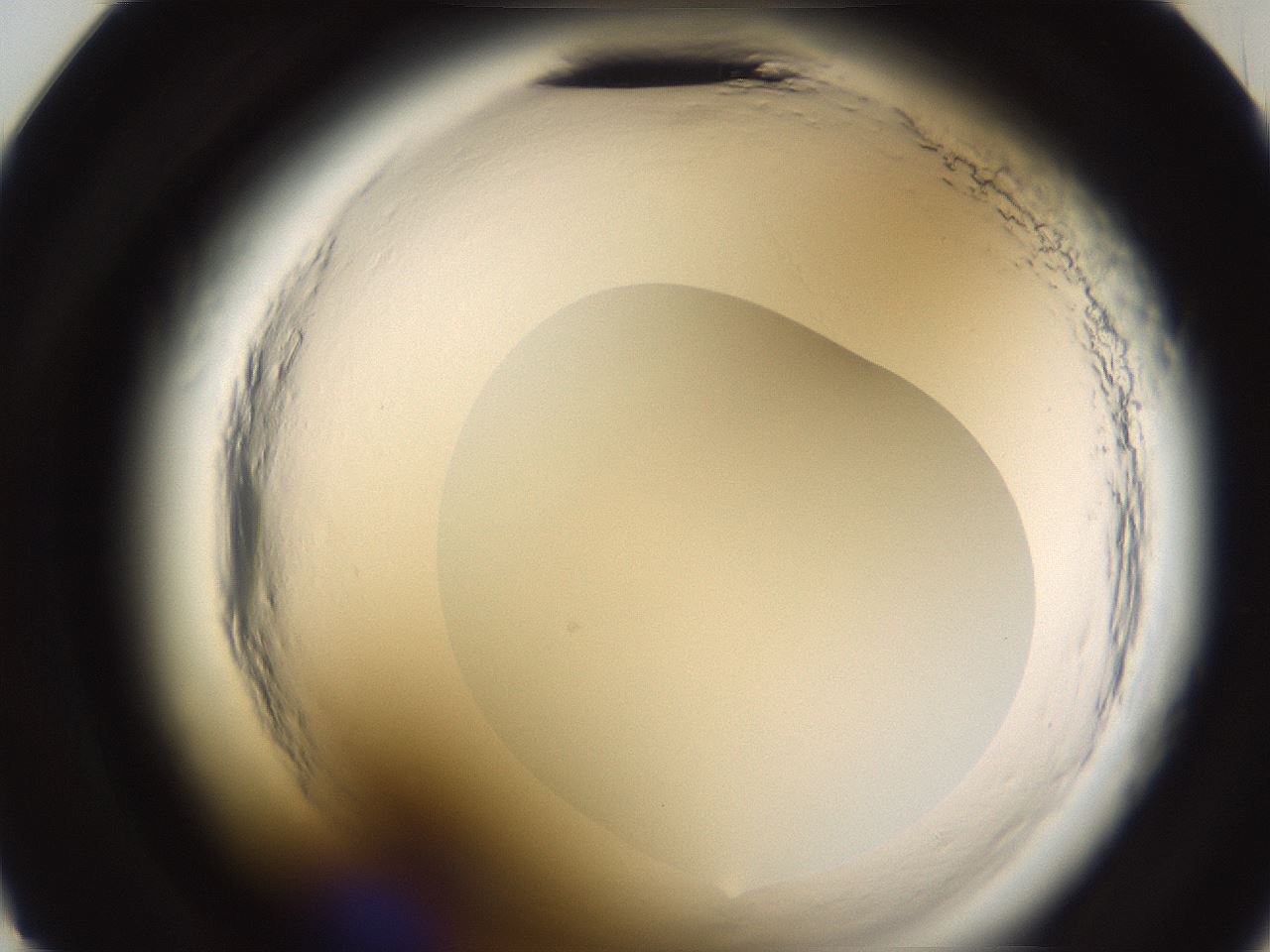 folderID597_plateID2597_batchID13193_wellNum23_profileID1_d2_r207437_ef.jpg