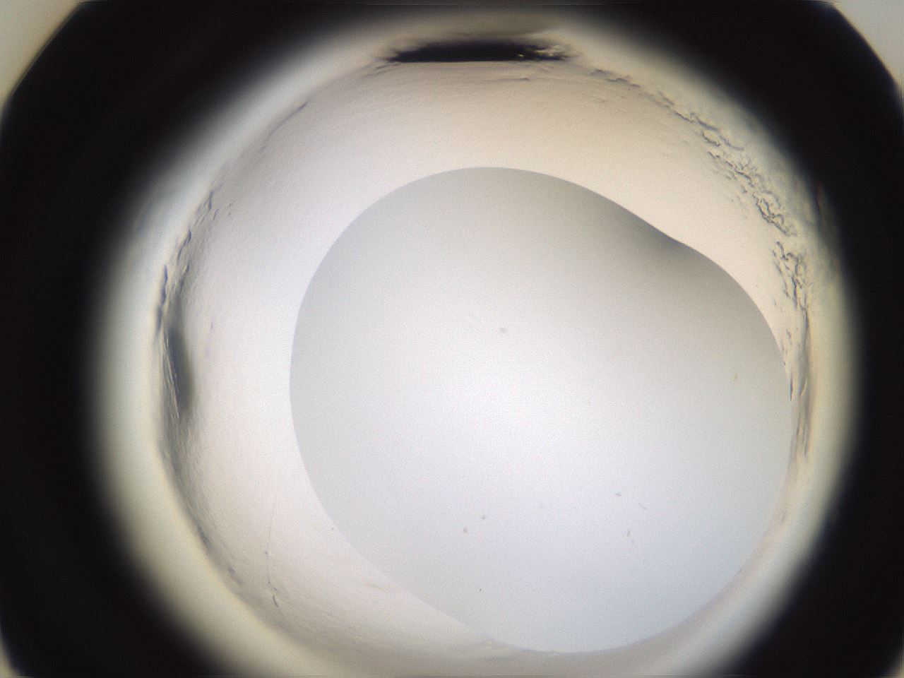 folderID597_plateID2597_batchID13193_wellNum23_profileID1_d3_r207438_ef.jpg