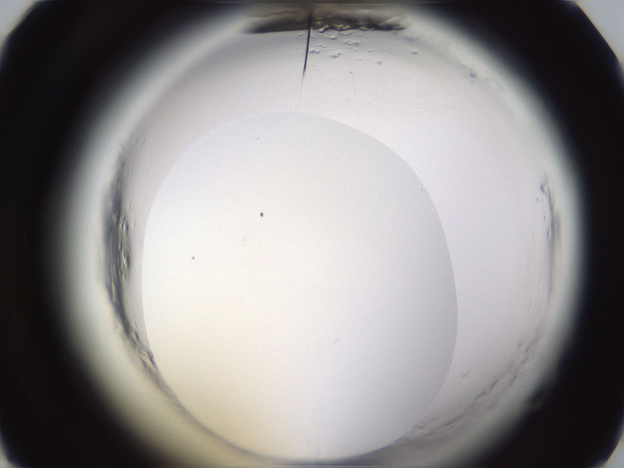 folderID597_plateID2597_batchID13193_wellNum28_profileID1_d1_r207451_ef.jpg
