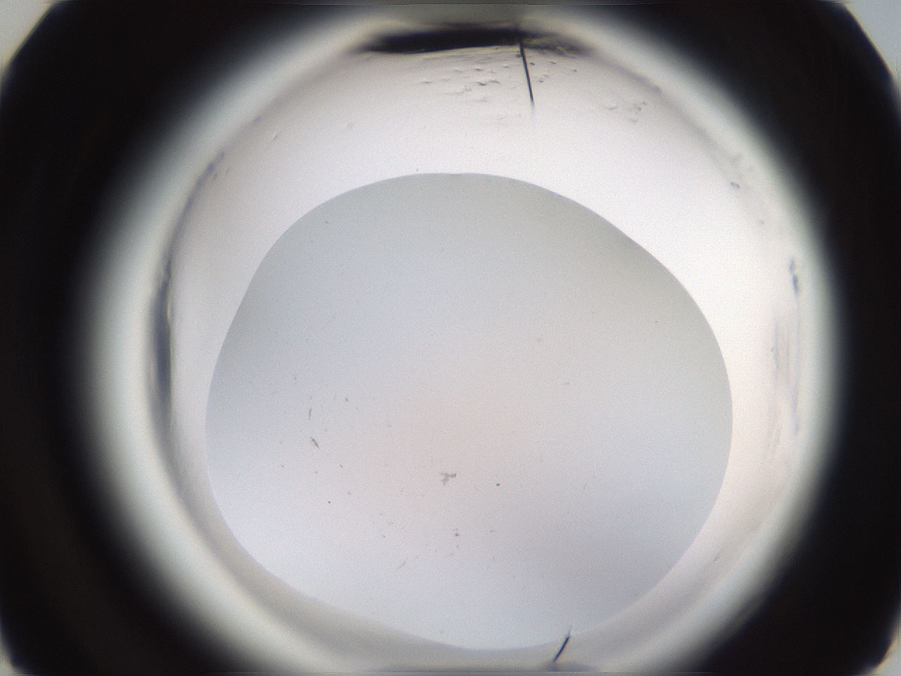 folderID597_plateID2597_batchID13193_wellNum29_profileID1_d3_r207456_ef.jpg