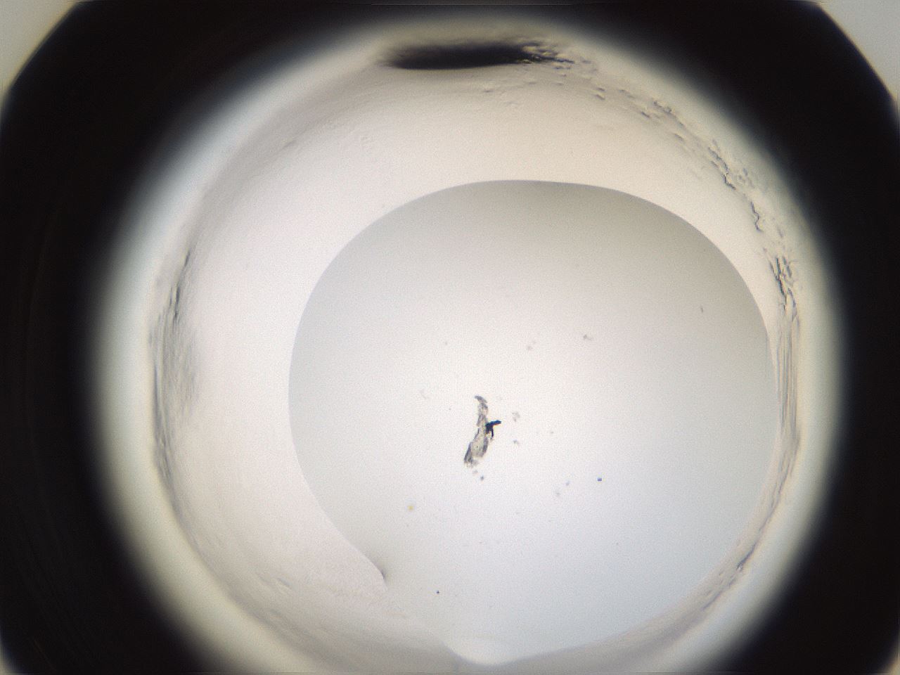 folderID597_plateID2597_batchID13193_wellNum35_profileID1_d3_r207474_ef.jpg