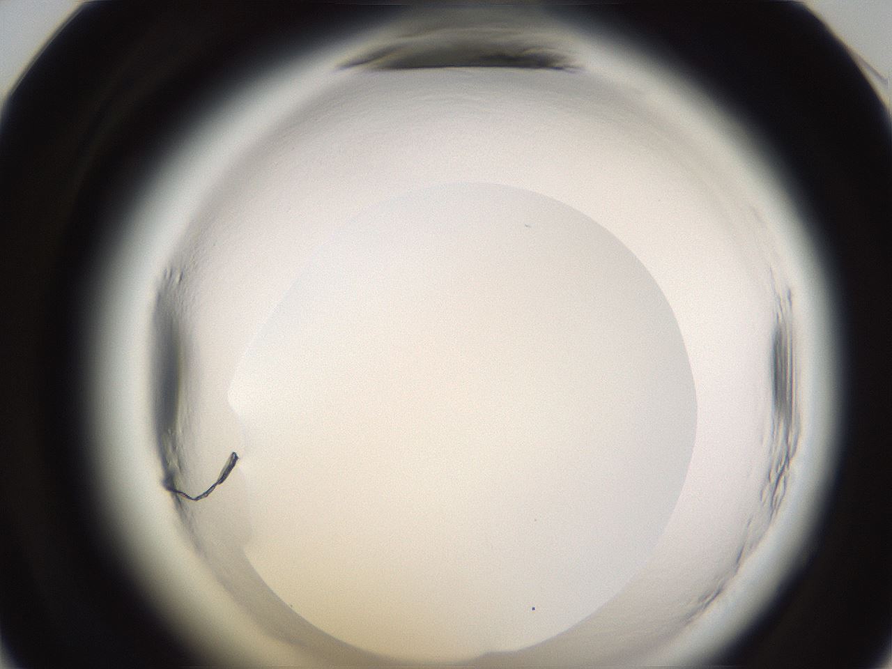 folderID597_plateID2597_batchID13193_wellNum36_profileID1_d1_r207475_ef.jpg