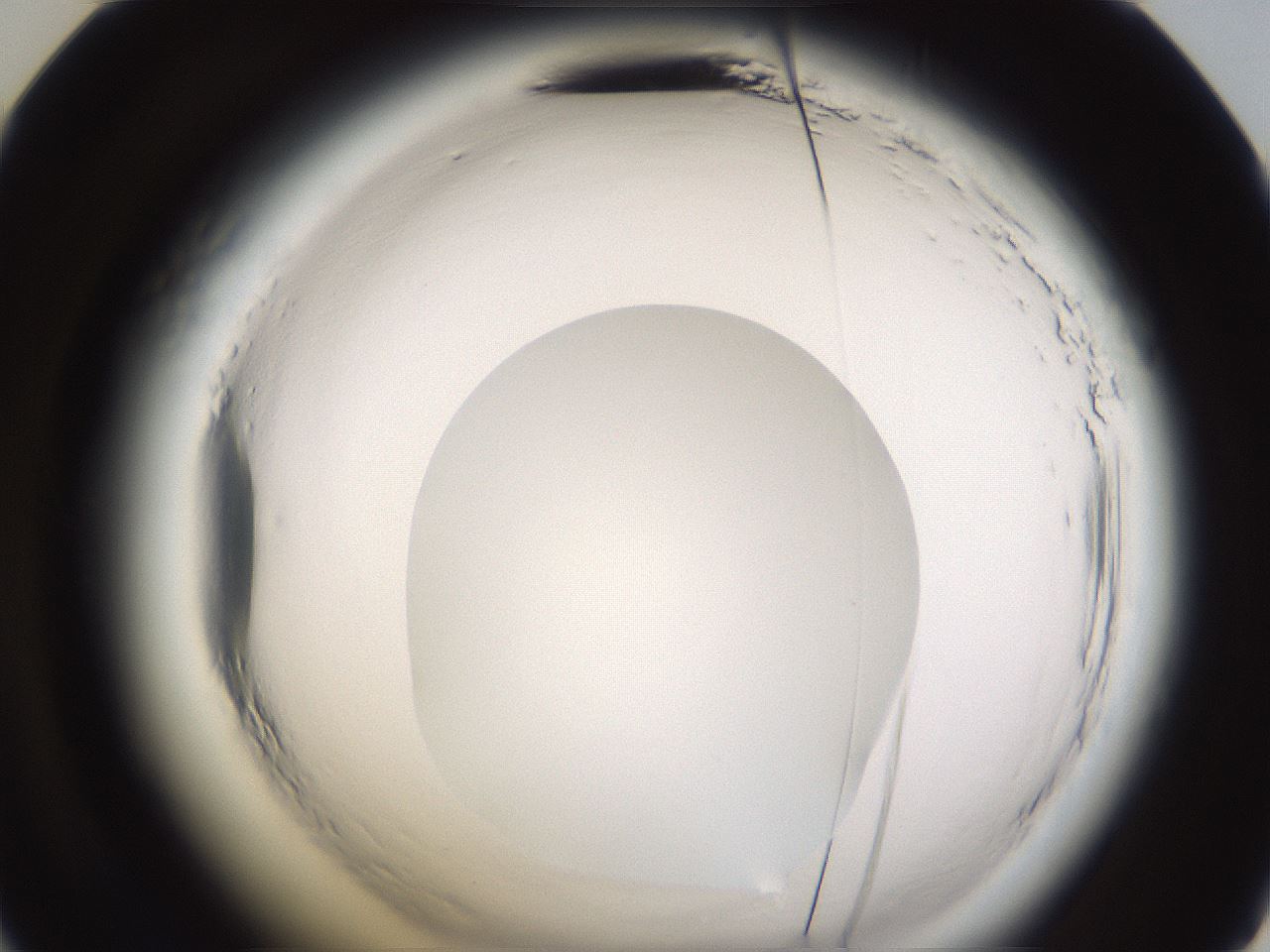 folderID597_plateID2597_batchID13193_wellNum48_profileID1_d2_r207512_ef.jpg