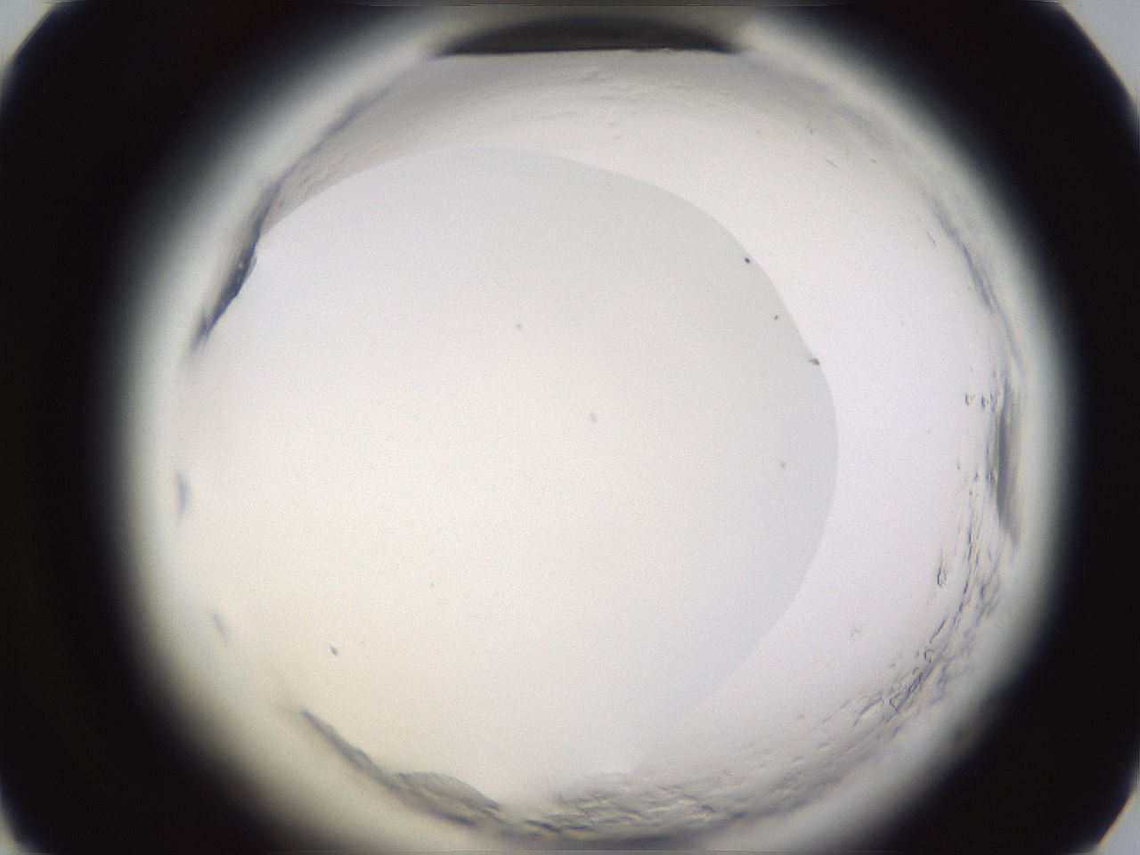 folderID597_plateID2597_batchID13193_wellNum49_profileID1_d1_r207514_ef.jpg