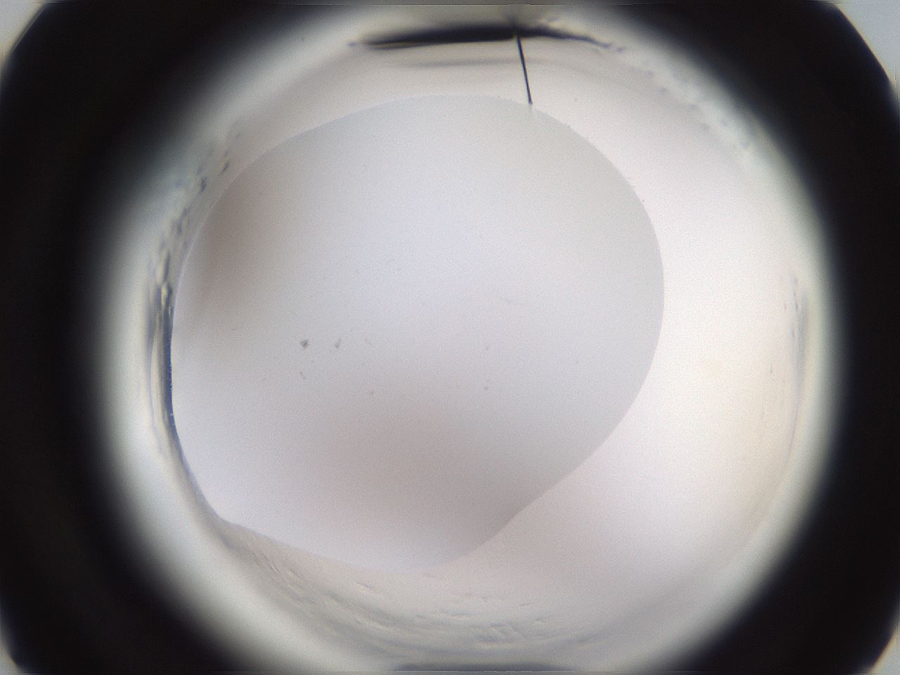 folderID597_plateID2597_batchID13193_wellNum4_profileID1_d3_r207381_ef.jpg