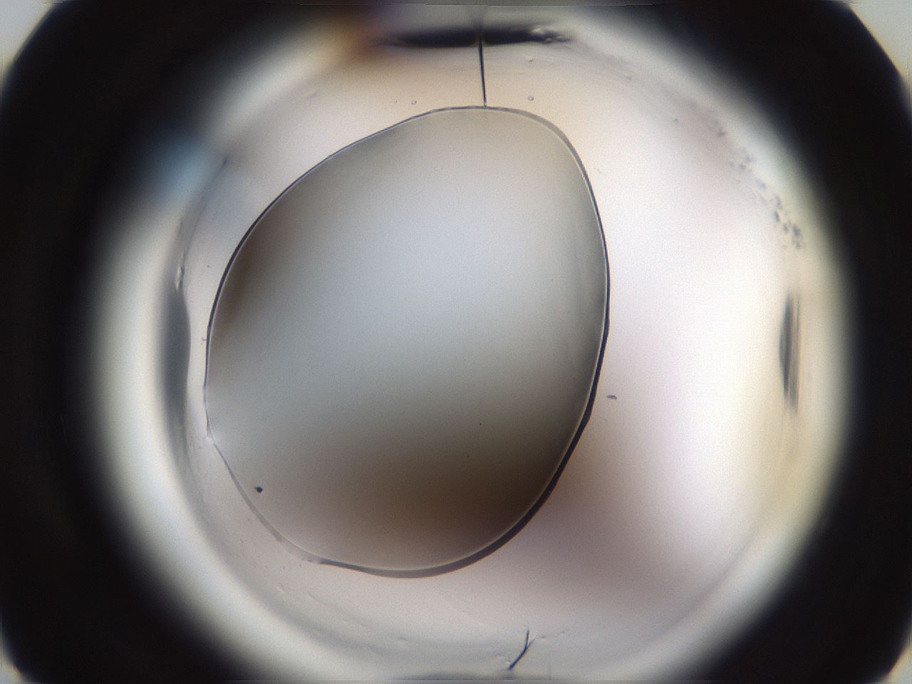 folderID597_plateID2597_batchID13193_wellNum5_profileID1_d3_r207384_ef.jpg