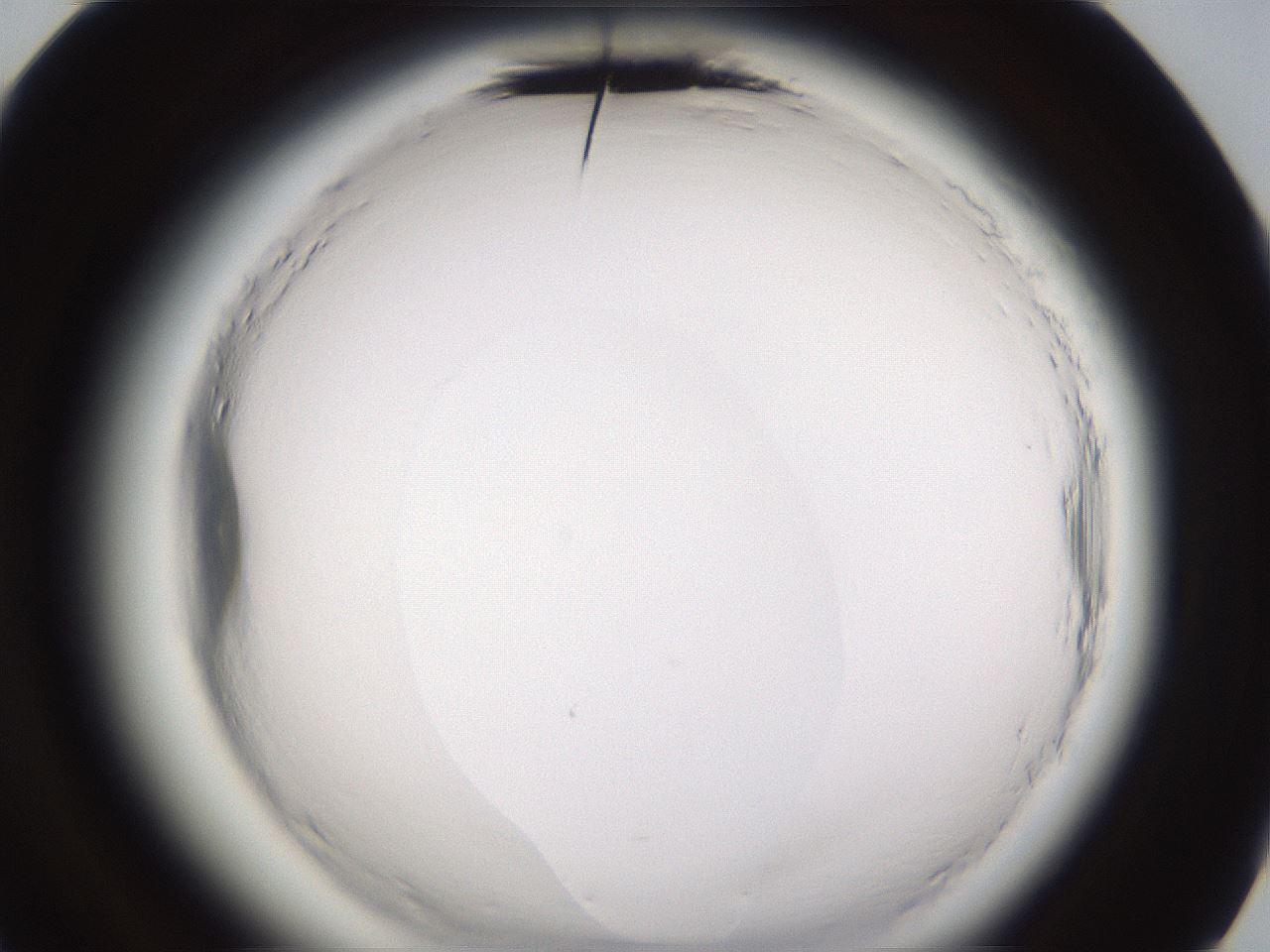 folderID597_plateID2597_batchID13193_wellNum84_profileID1_d3_r207621_ef.jpg