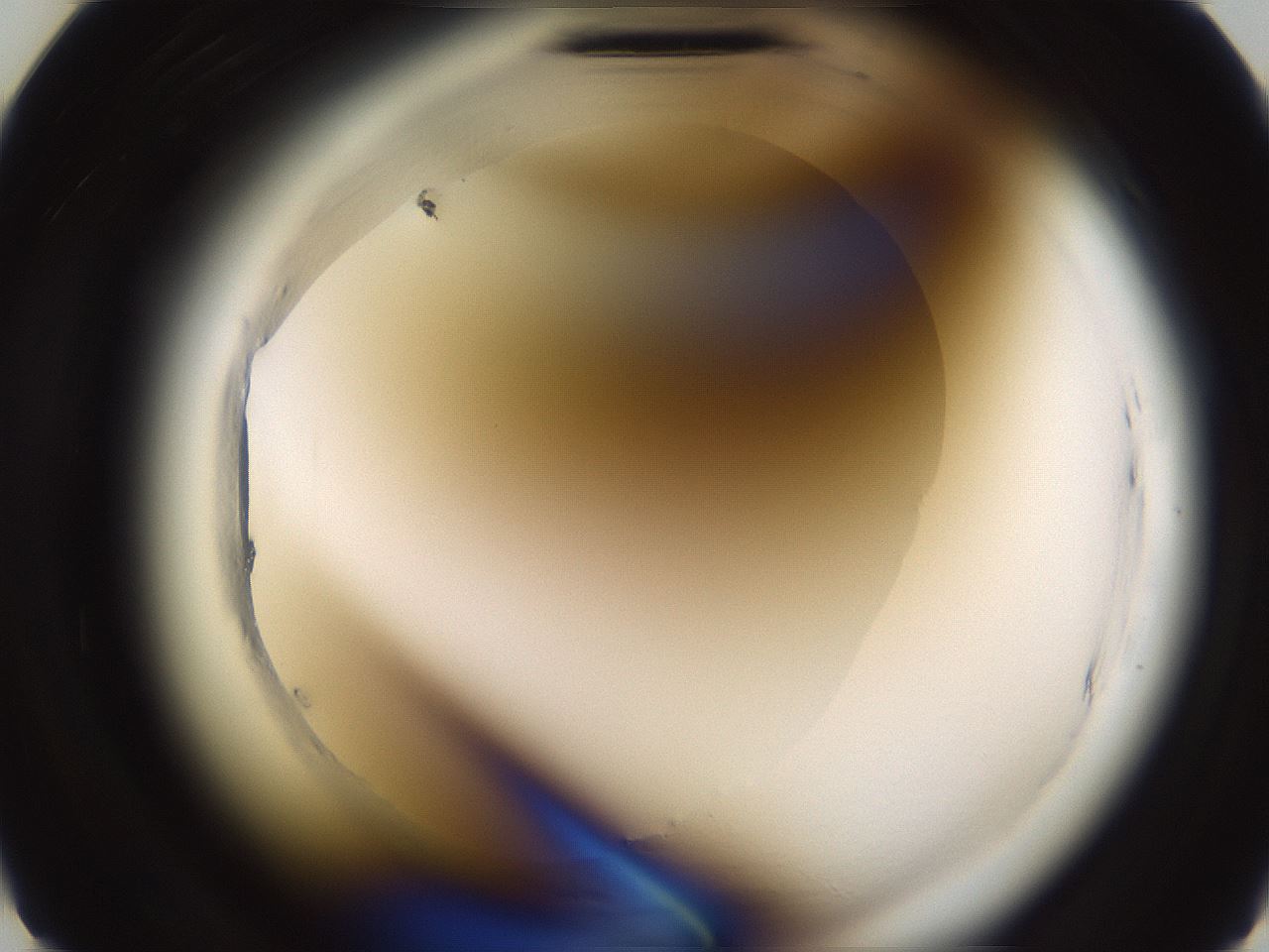 folderID597_plateID2597_batchID13193_wellNum8_profileID1_d2_r207392_ef.jpg