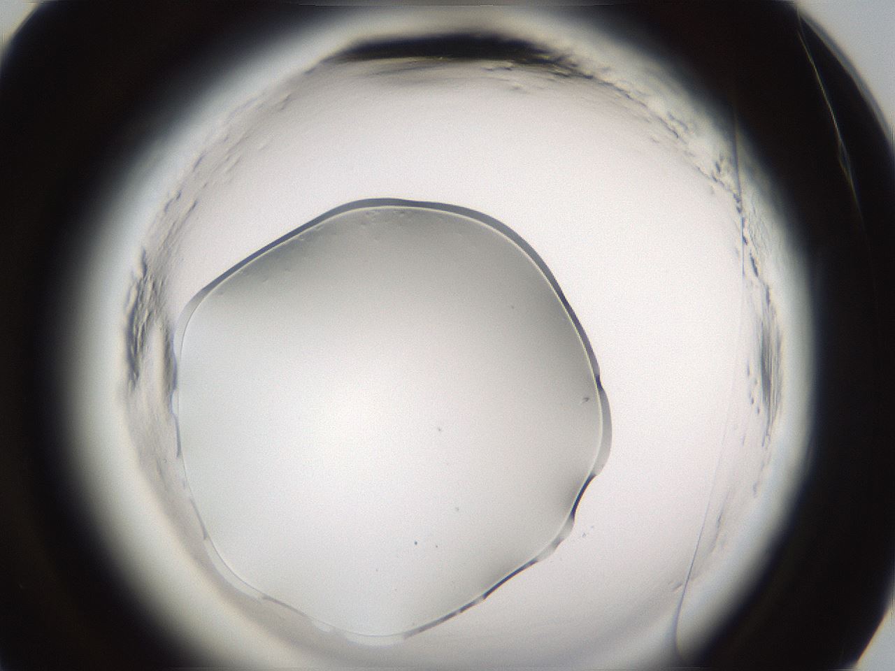 folderID597_plateID2597_batchID13193_wellNum93_profileID1_d3_r207648_ef.jpg