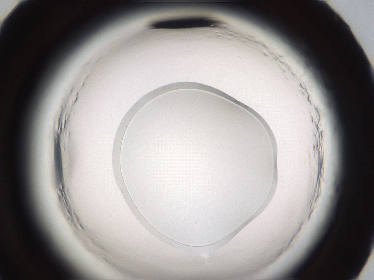 folderID597_plateID2597_batchID13193_wellNum95_profileID1_d2_r207653_ef.jpg