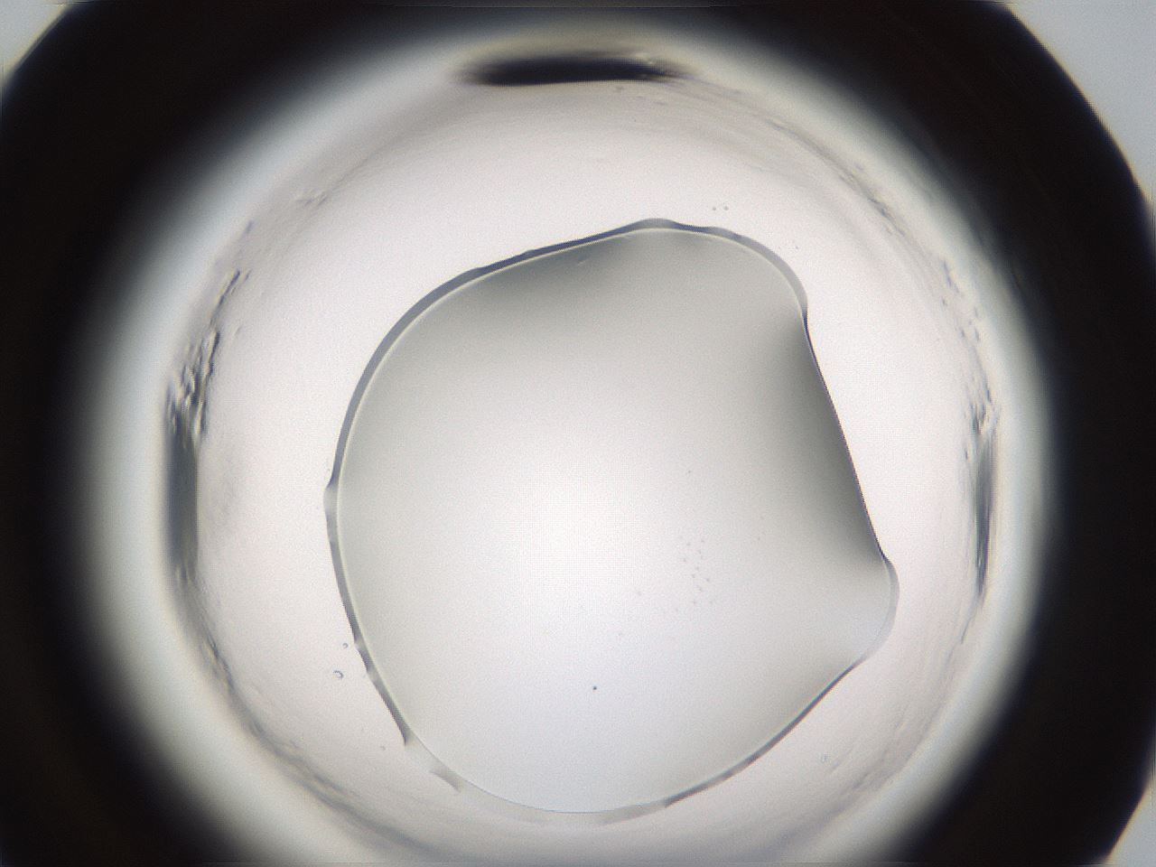 folderID597_plateID2597_batchID13193_wellNum95_profileID1_d3_r207654_ef.jpg