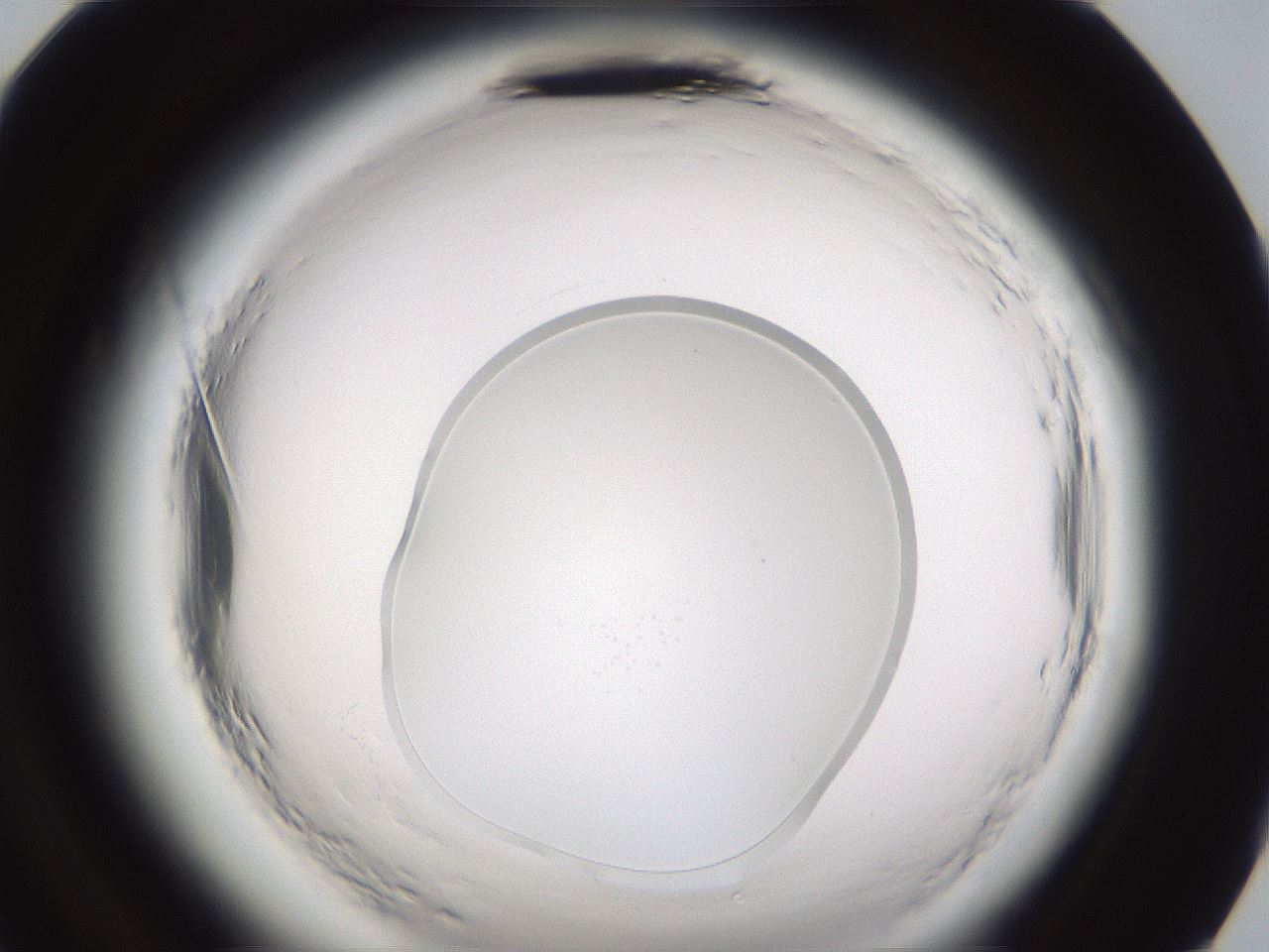 folderID597_plateID2597_batchID13193_wellNum96_profileID1_d2_r207656_ef.jpg