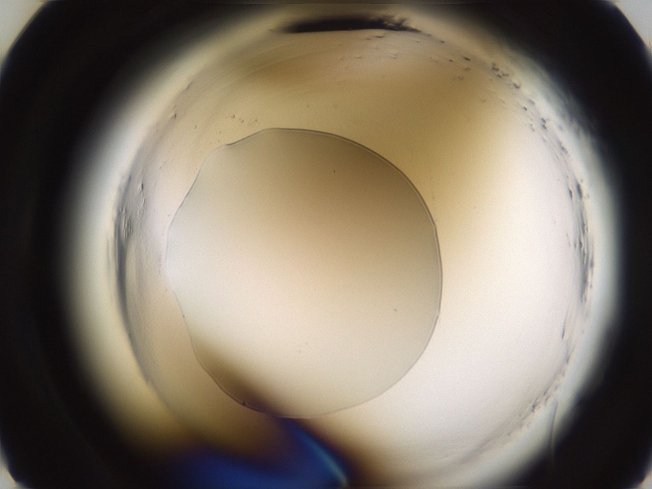 folderID597_plateID2597_batchID13193_wellNum9_profileID1_d2_r207395_ef.jpg