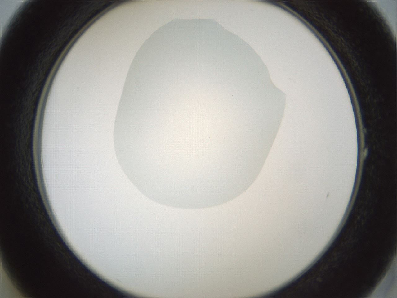 folderID598_plateID1598_batchID6731_wellNum1_profileID1_d2_r106549_ef.jpg