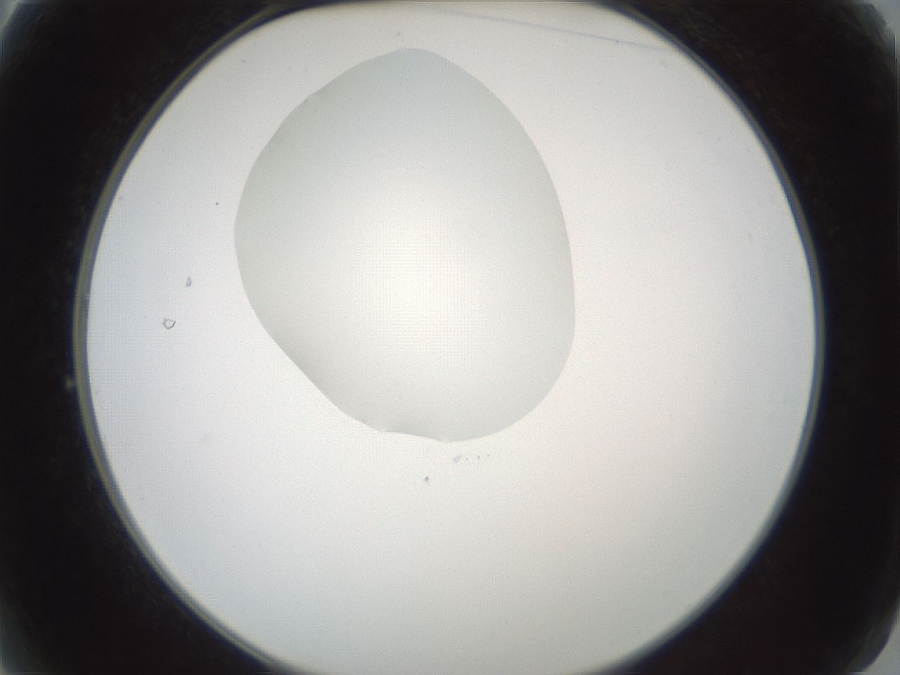 folderID598_plateID1598_batchID6731_wellNum2_profileID1_d2_r106551_ef.jpg