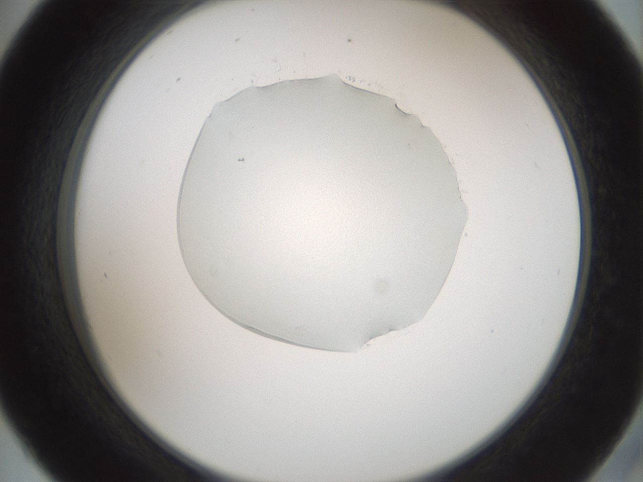 folderID598_plateID1598_batchID6731_wellNum45_profileID1_d2_r106637_ef.jpg