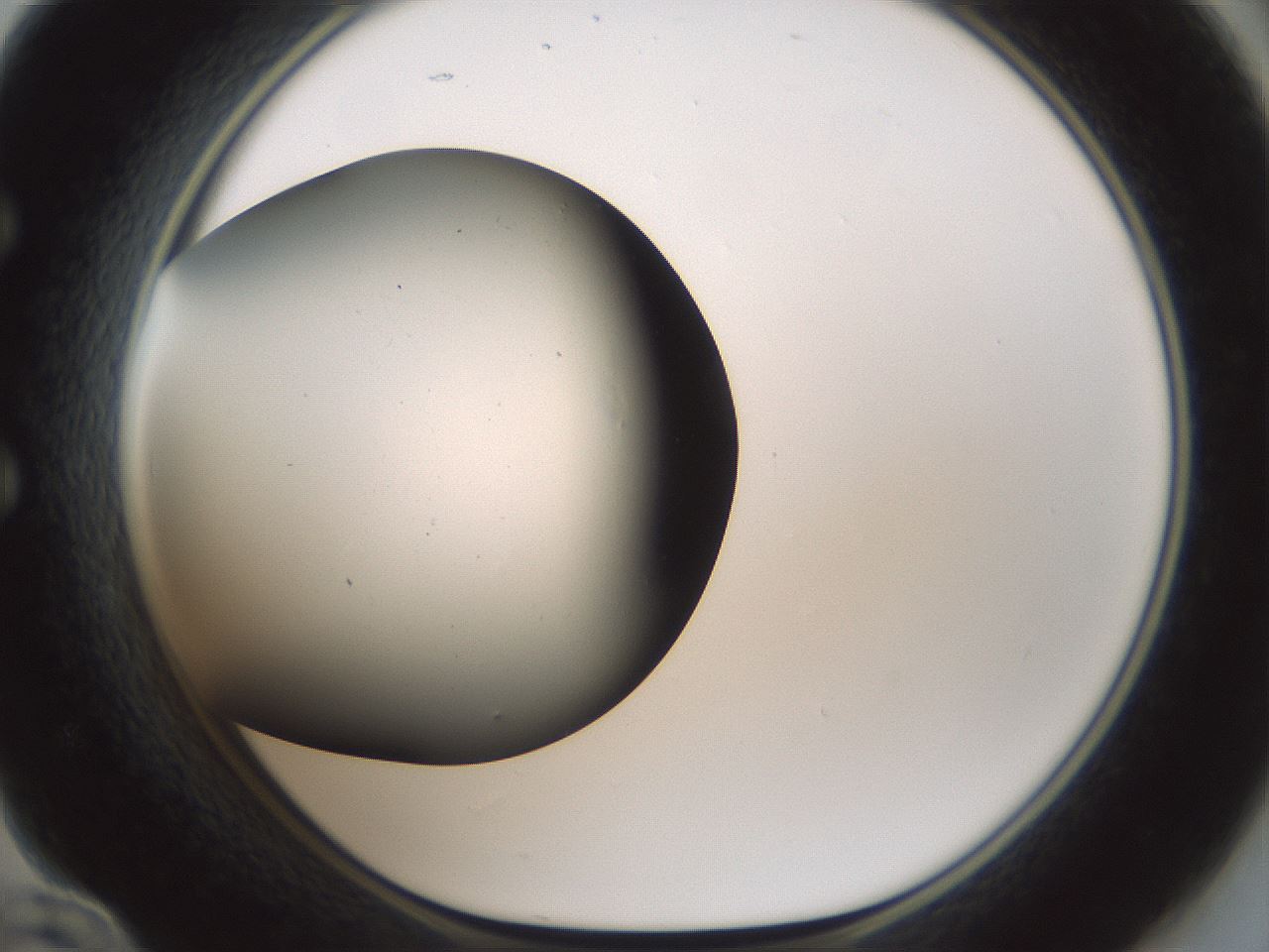 folderID598_plateID1598_batchID6731_wellNum60_profileID1_d1_r106666_ef.jpg