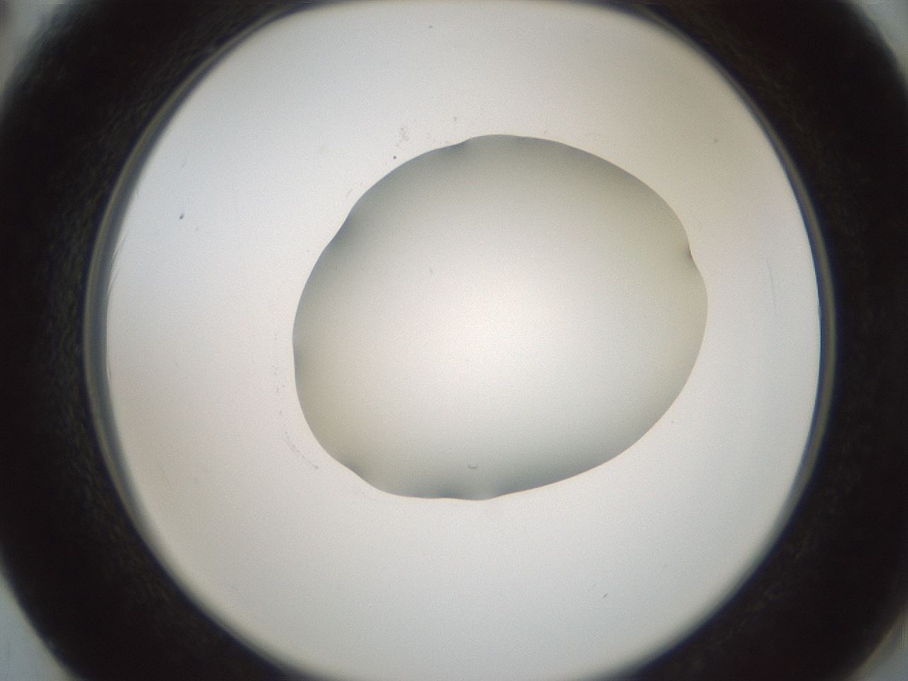 folderID598_plateID1598_batchID6731_wellNum62_profileID1_d2_r106671_ef.jpg