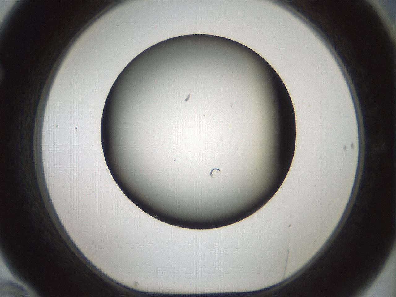 folderID598_plateID1598_batchID6731_wellNum70_profileID1_d1_r106686_ef.jpg