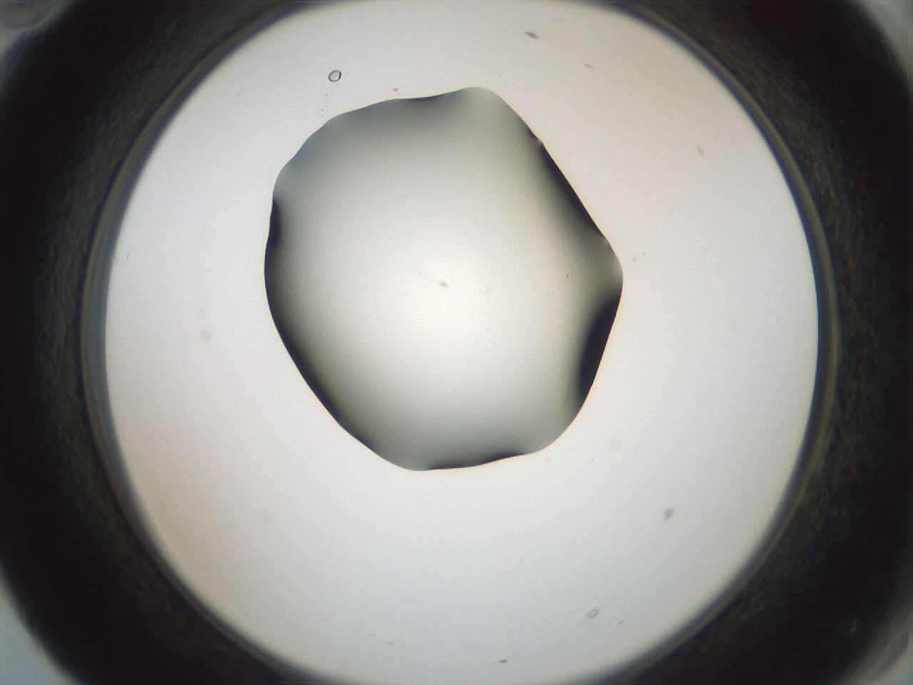 folderID598_plateID1598_batchID6731_wellNum70_profileID1_d2_r106687_ef.jpg