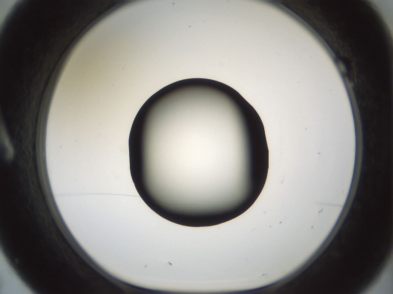 folderID598_plateID1598_batchID6731_wellNum7_profileID1_d1_r106560_ef.jpg