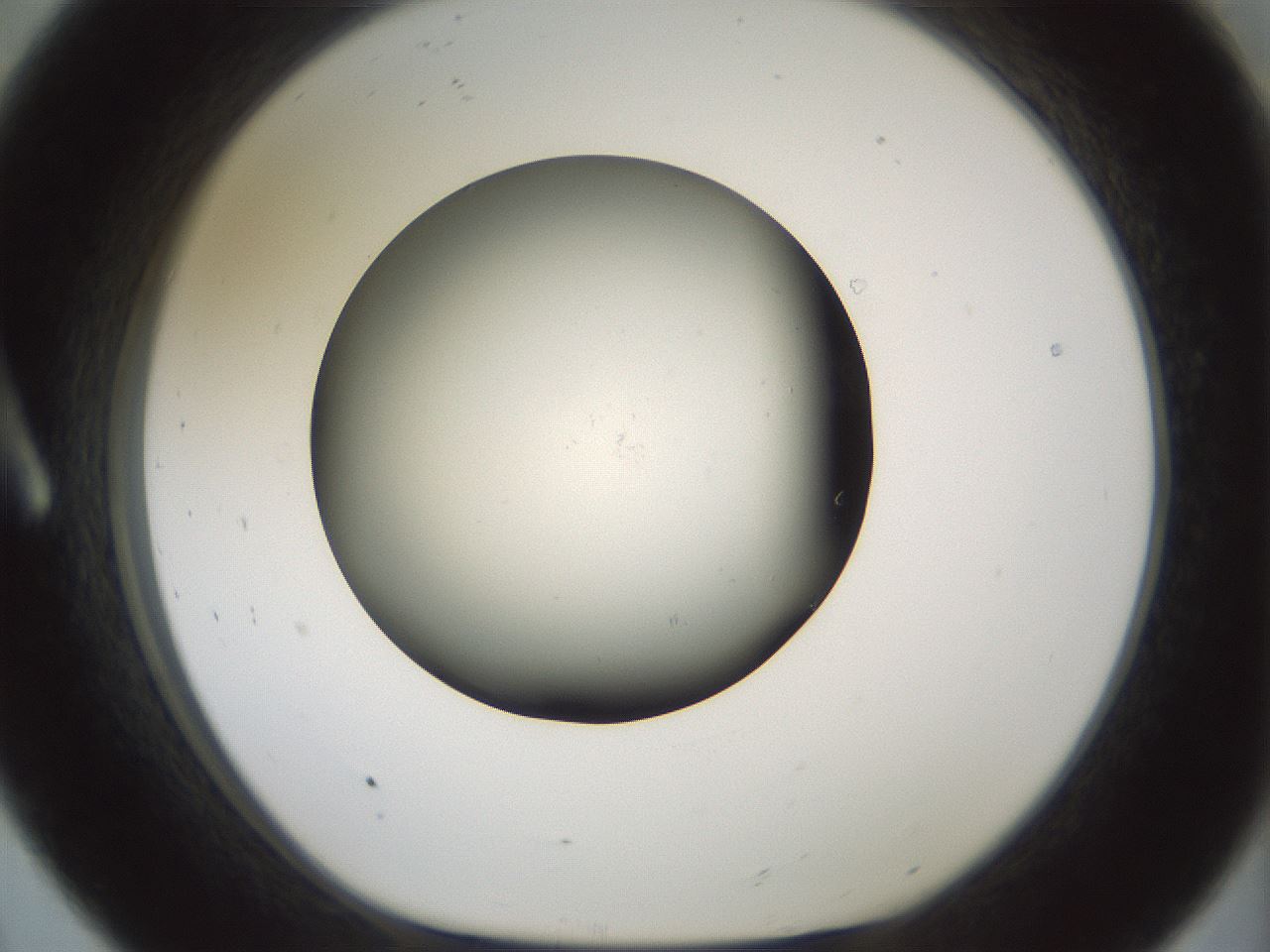 folderID598_plateID1598_batchID6731_wellNum8_profileID1_d1_r106562_ef.jpg