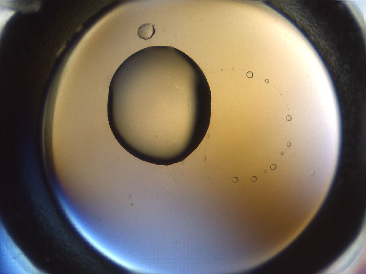 folderID598_plateID1598_batchID6731_wellNum96_profileID1_d2_r106739_ef.jpg