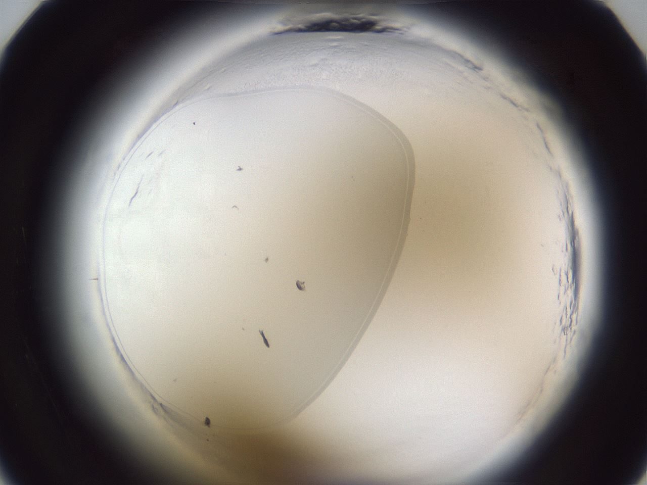 folderID598_plateID2598_batchID13155_wellNum11_profileID1_d1_r197319_ef.jpg