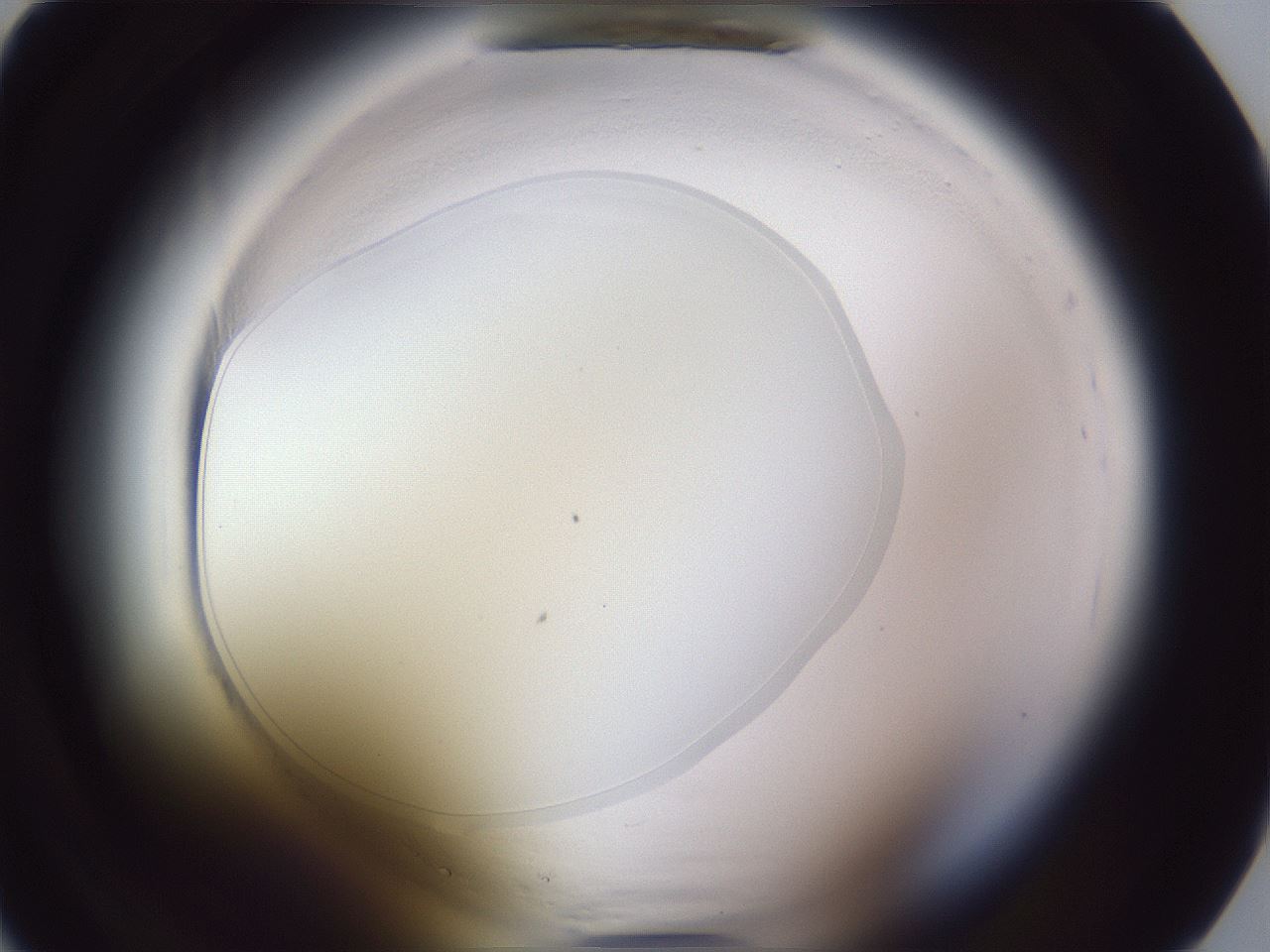 folderID598_plateID2598_batchID13155_wellNum14_profileID1_d1_r197328_ef.jpg