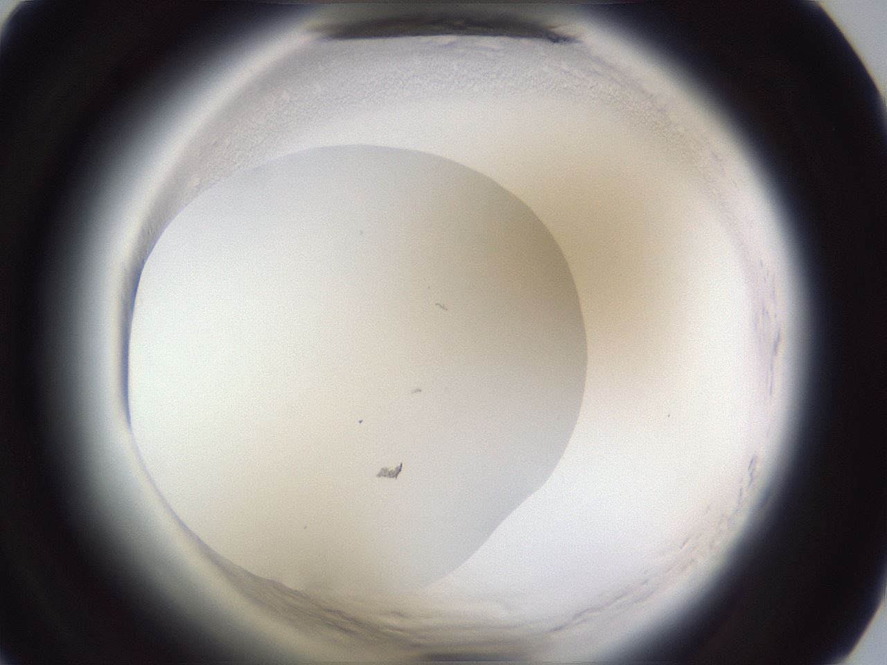 folderID598_plateID2598_batchID13155_wellNum15_profileID1_d1_r197331_ef.jpg