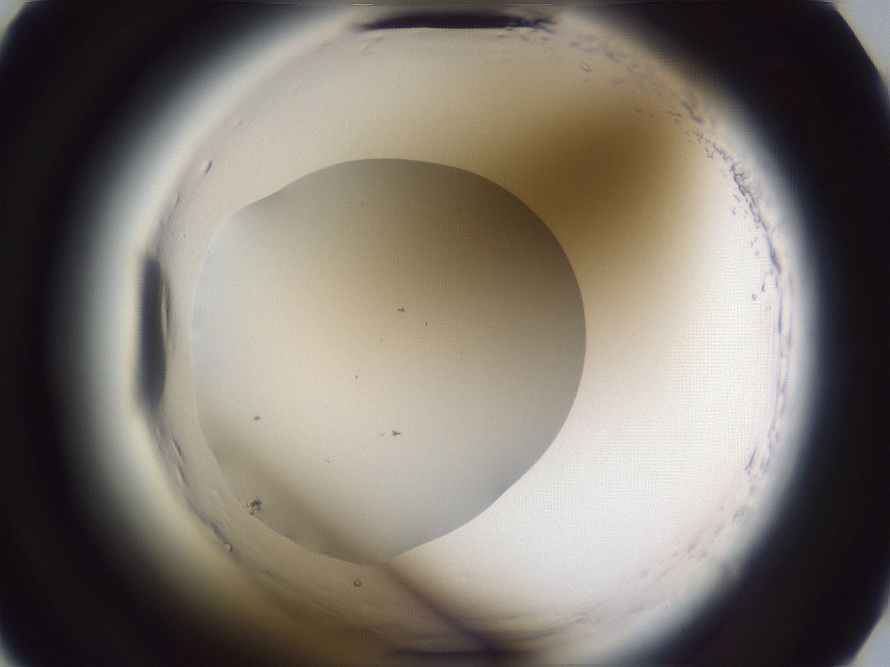 folderID598_plateID2598_batchID13155_wellNum15_profileID1_d2_r197332_ef.jpg