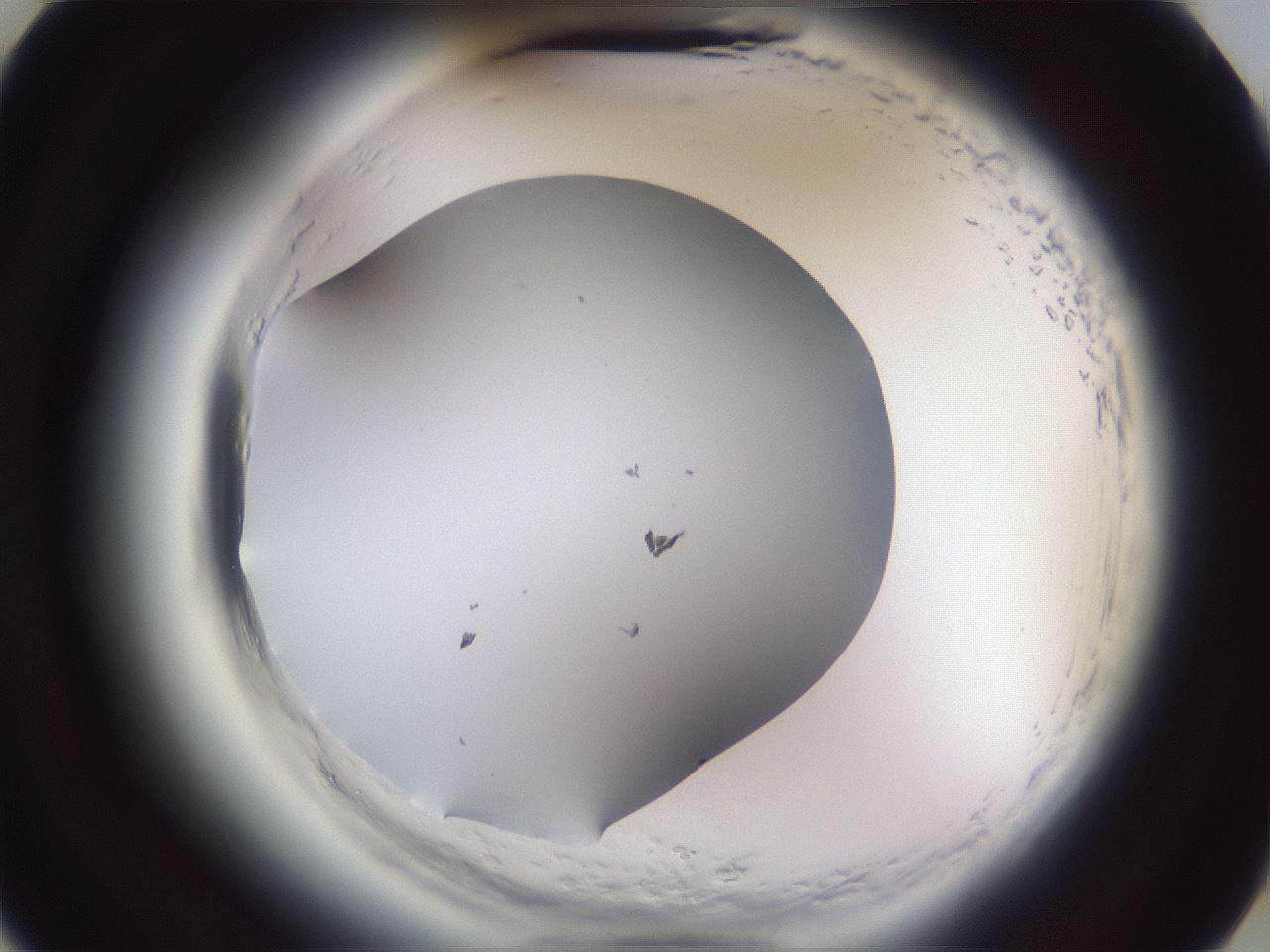 folderID598_plateID2598_batchID13155_wellNum15_profileID1_d3_r197333_ef.jpg