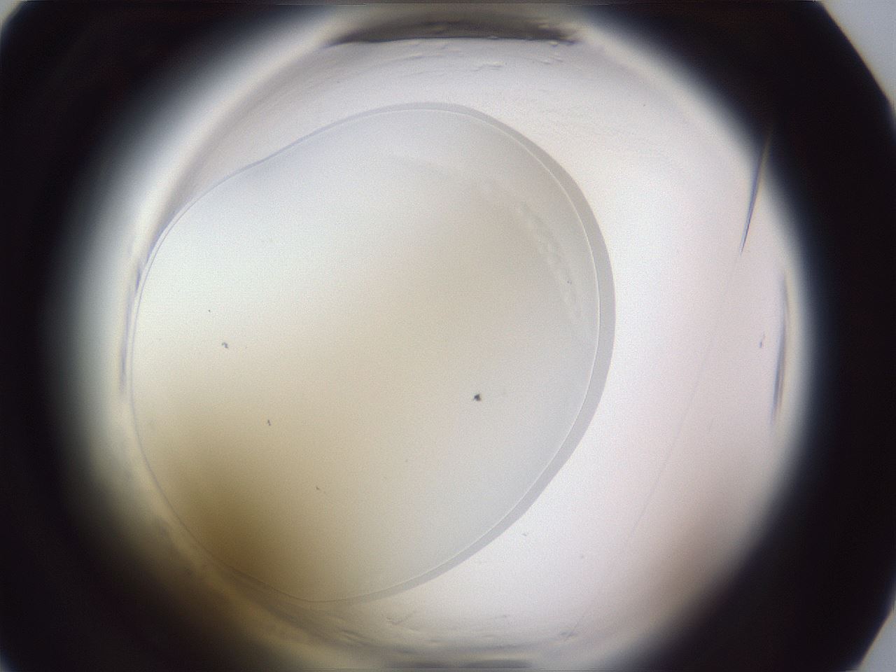 folderID598_plateID2598_batchID13155_wellNum16_profileID1_d1_r197334_ef.jpg