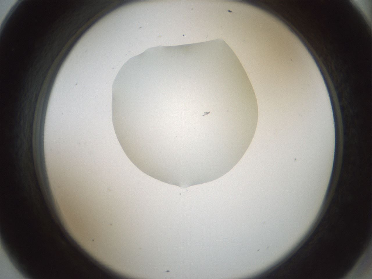 folderID598_plateID1598_batchID6731_wellNum69_profileID1_d2_r106685_ef.jpg