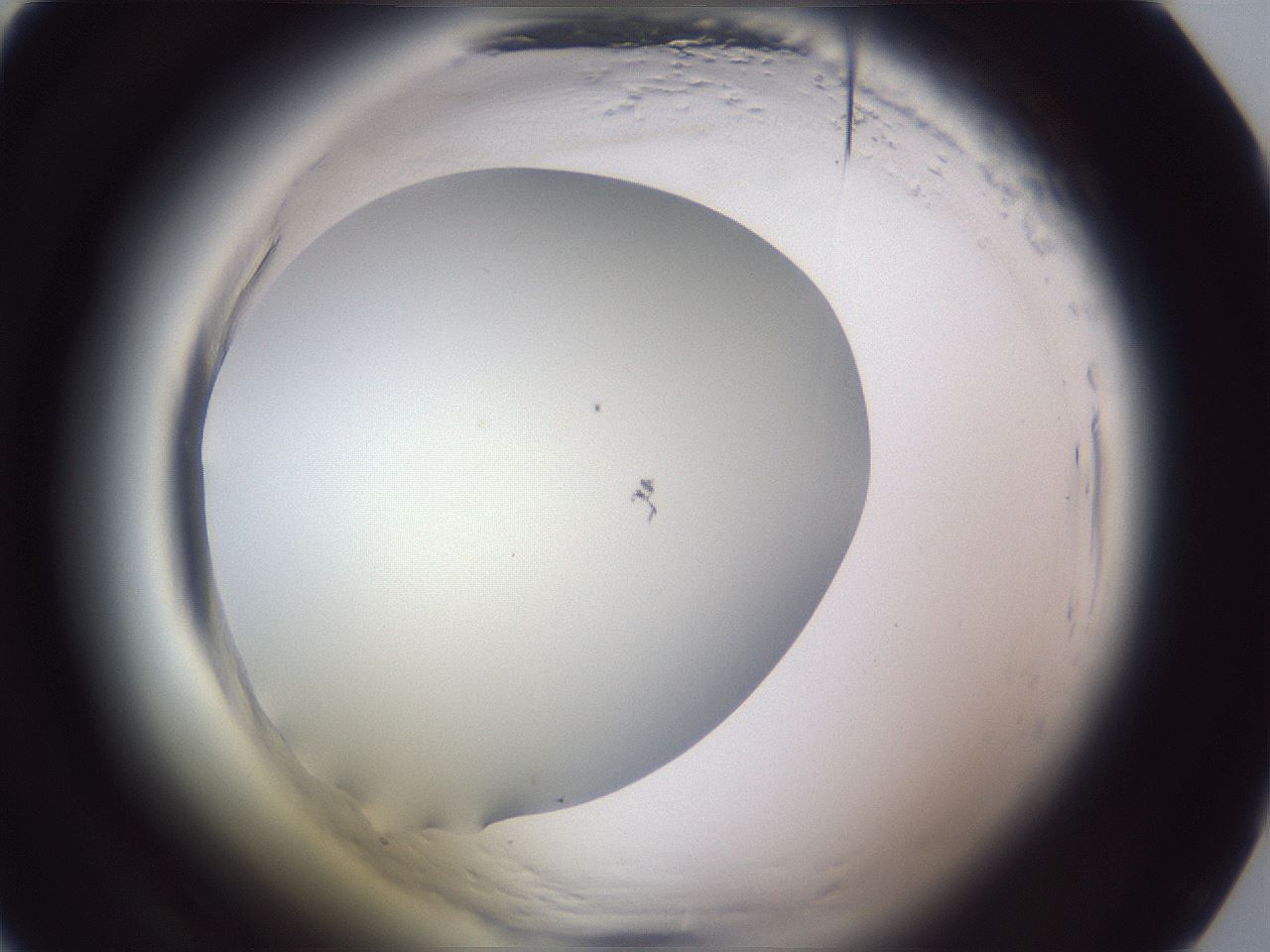 folderID598_plateID2598_batchID13155_wellNum13_profileID1_d1_r197325_ef.jpg