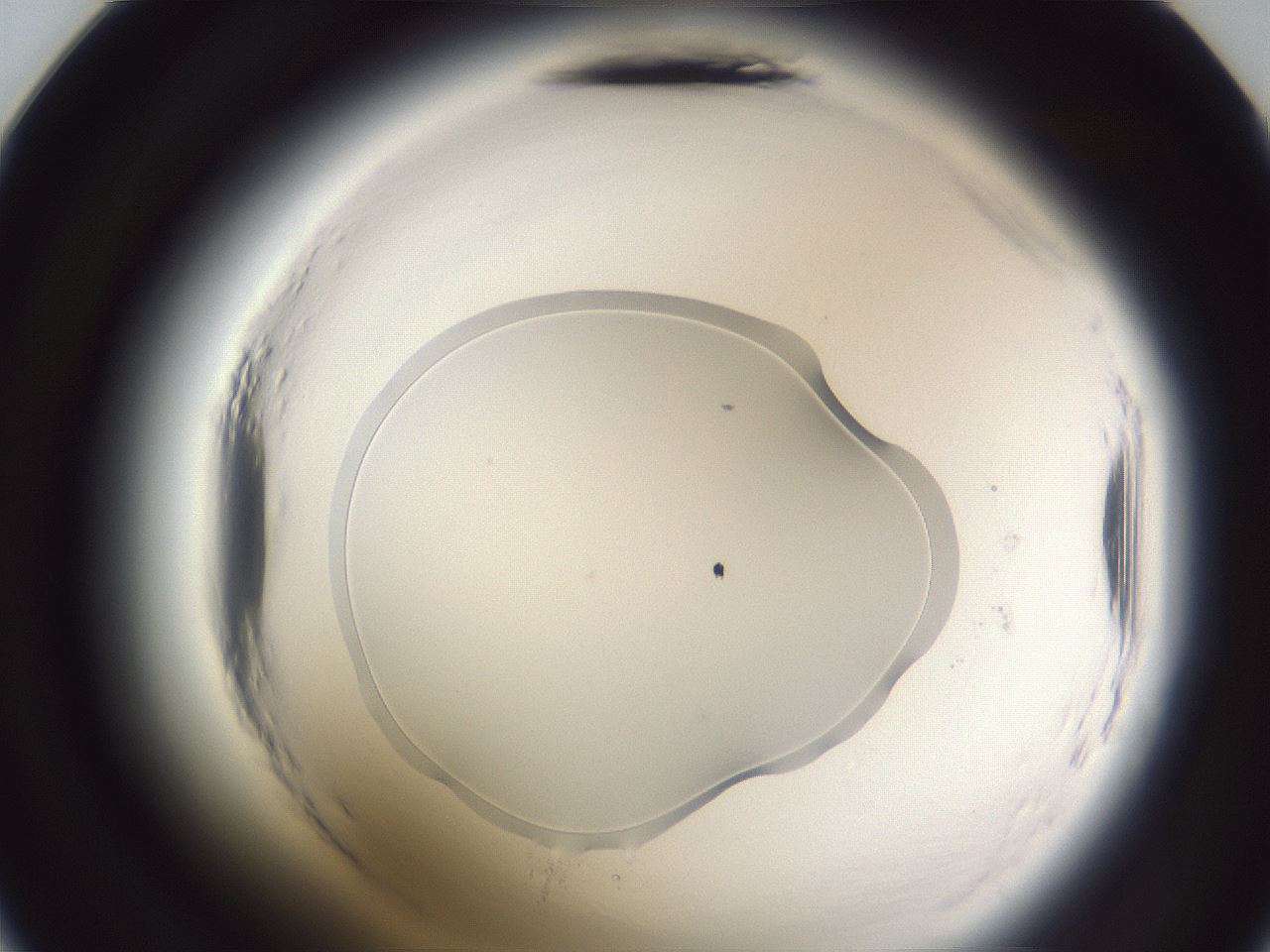 folderID598_plateID2598_batchID13155_wellNum24_profileID1_d2_r197359_ef.jpg