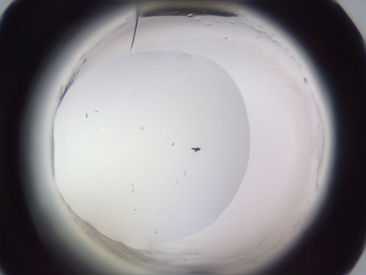 folderID598_plateID2598_batchID13155_wellNum38_profileID1_d1_r197400_ef.jpg