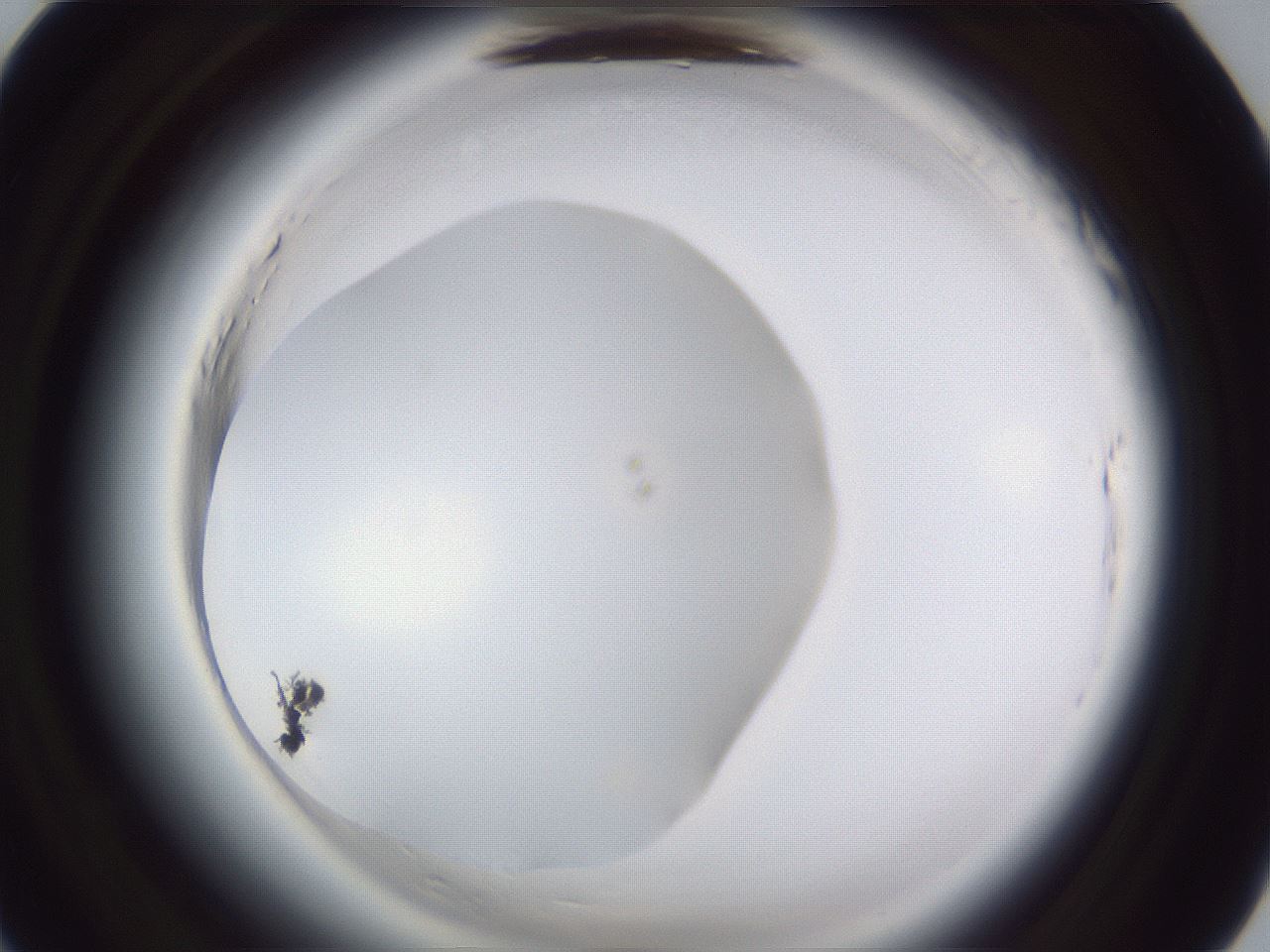 folderID598_plateID2598_batchID13155_wellNum20_profileID1_d1_r197346_ef.jpg