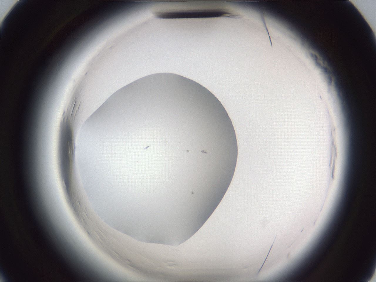 folderID598_plateID2598_batchID13155_wellNum20_profileID1_d2_r197347_ef.jpg