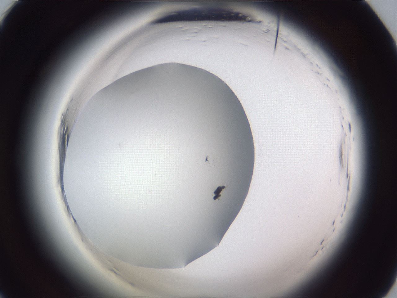 folderID598_plateID2598_batchID13155_wellNum21_profileID1_d1_r197349_ef.jpg