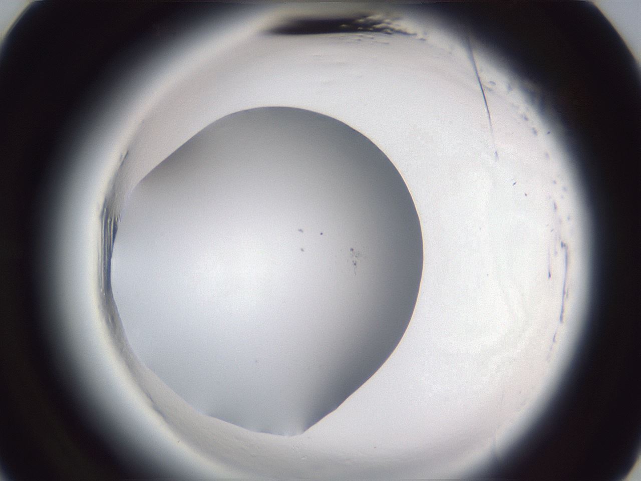 folderID598_plateID2598_batchID13155_wellNum21_profileID1_d3_r197351_ef.jpg