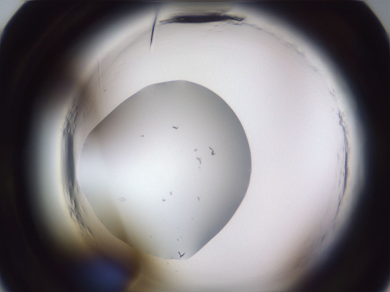 folderID598_plateID2598_batchID13155_wellNum22_profileID1_d2_r197353_ef.jpg