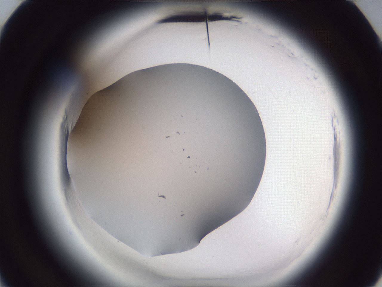 folderID598_plateID2598_batchID13155_wellNum22_profileID1_d3_r197354_ef.jpg