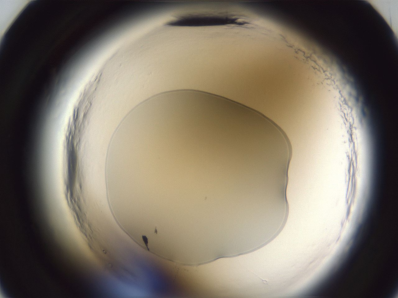folderID598_plateID2598_batchID13155_wellNum23_profileID1_d2_r197356_ef.jpg