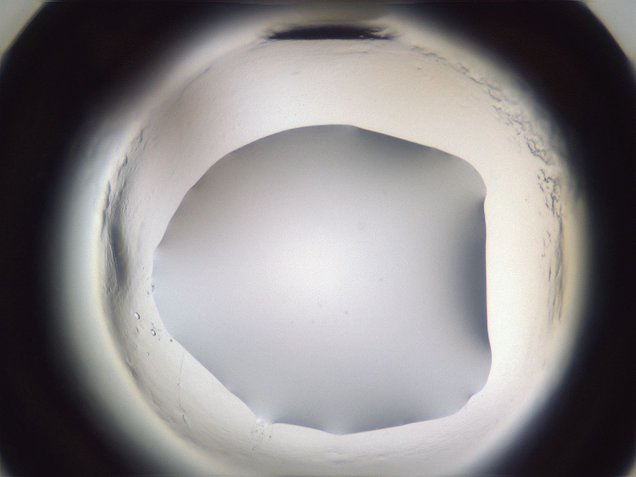 folderID598_plateID2598_batchID13155_wellNum23_profileID1_d3_r197357_ef.jpg