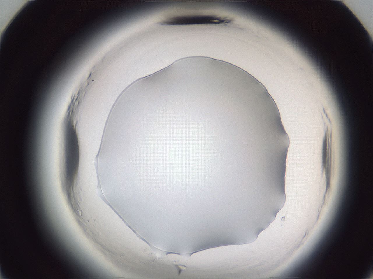 folderID598_plateID2598_batchID13155_wellNum24_profileID1_d3_r197360_ef.jpg