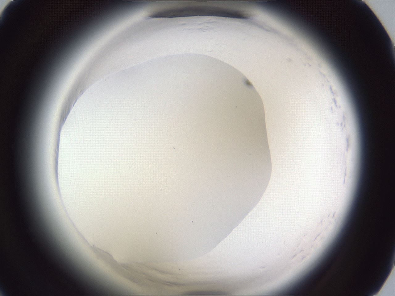folderID598_plateID2598_batchID13155_wellNum27_profileID1_d1_r197367_ef.jpg